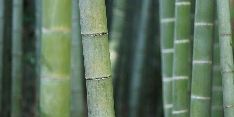 XC0331与XC03：您身边的信息查询与生活服务数字助手