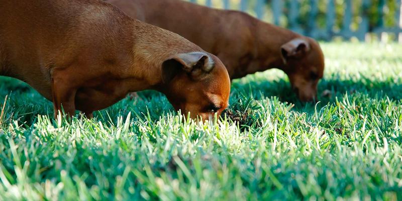 智慧养老新篇章：基于XC03的社区健康监测与一键呼叫服务，打造贴心生活服务